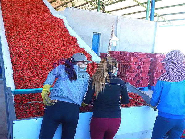 辣椒烘干現場展示